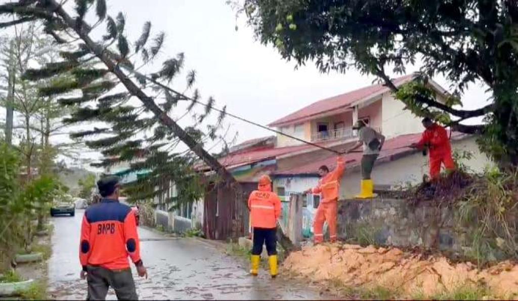 Angin Kencang Tumbangkan Pohon dan Timpa Kabel Listrik, BPBD Tanjungpinang  Langsung Tangani