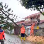 Angin Kencang Tumbangkan Pohon dan Timpa Kabel Listrik, BPBD Tanjungpinang  Langsung Tangani