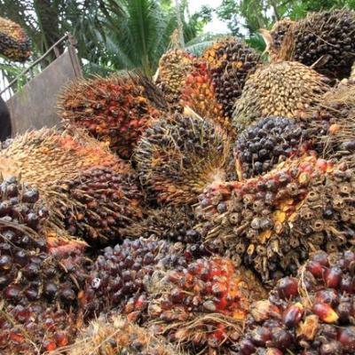 Harga TBS Kelapa Sawit Plasma di Riau 2025 Pekan ini Naik, Rinciannya