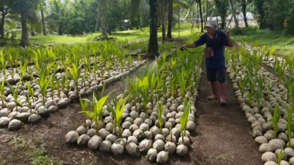 Kementan Salurkan 38.500 Bibit Kelapa untuk 497 Petani Natuna