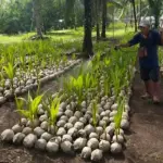 Kementan Salurkan 38.500 Bibit Kelapa untuk 497 Petani Natuna