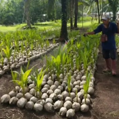 Kementan Salurkan 38.500 Bibit Kelapa untuk 497 Petani Natuna