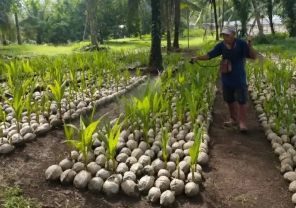 Kementan Salurkan 38.500 Bibit Kelapa untuk 497 Petani Natuna