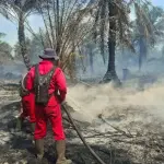 Manggala Agni Masih Padamkan Karhutla Seluas 45 Hektare di Pelalawan dan Inhu