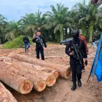 Polda Riau Telusuri Aliran Dana Perdagangan Kayu Ilegal di Kampar dengan Instrumen TPPU