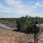 LSM Temukan Hutan Lindung Mangrove di Batam Ditimbun Secara Ilegal