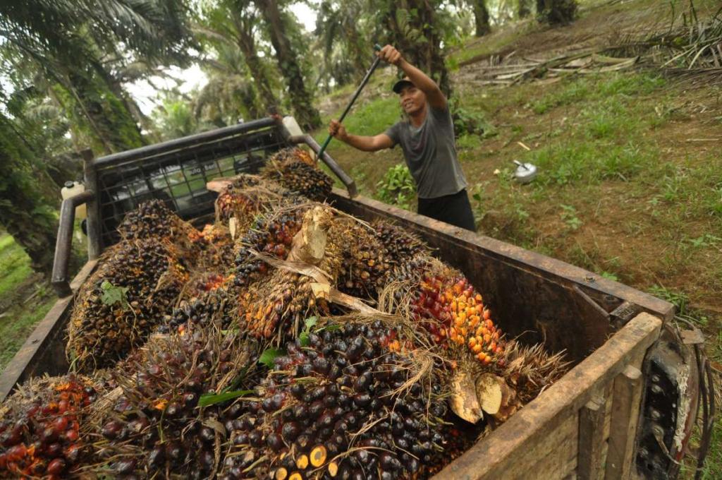 Harga TBS Sawit Swadaya Riau Periode 7–13 Mei 2025 Turun, Ini Daftar Lengkap