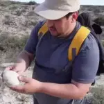 Ilmuwan Temukan Telur Dinosaurus seperti Baru Keluar dari Induk