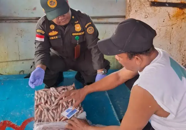 Pengiriman Cumi Natuna Tembus Rp27,5 Miliar, Jakarta dan Kalbar Tujuan Terbanyak