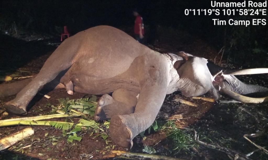 Kesehatan Memburuk Tiba-tiba, Gajah Jinak Tewas di Camp Flying Squad TNTN