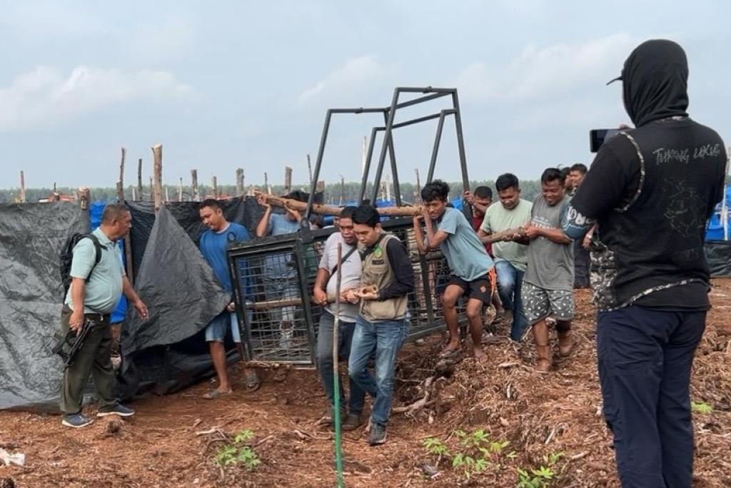 Harimau Sumatera Kembali Tewaskan Pekerja HTI di Pelalawan, BBKSDA Pasang Dua Kandang Jebak