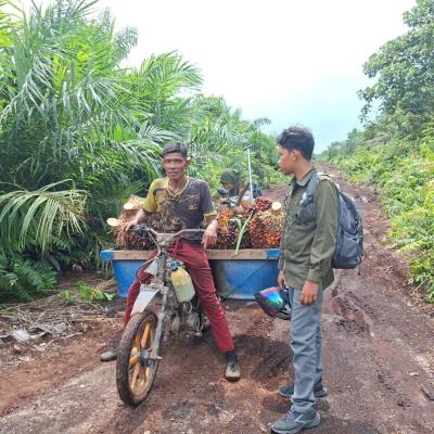 Pekerja Sawit di Siak Nyaris Diserang Harimau Sumatera, BBKSDA Riau Perketat Pemantauan