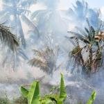 Kebakaran Perkebunan Kelapa di Inhil Hanguskan Dua Hektare Lahan Berhasil Dipadamkan