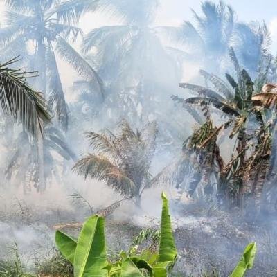 Kebakaran Perkebunan Kelapa di Inhil Hanguskan Dua Hektare Lahan Berhasil Dipadamkan