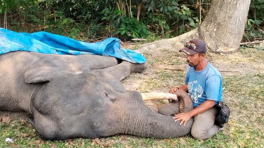 Gajah Sumatra Diego Mati di PLG Minas, Diduga Akibat Gangguan Pencernaan