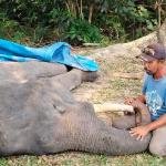 Gajah Sumatra Diego Mati di PLG Minas, Diduga Akibat Gangguan Pencernaan