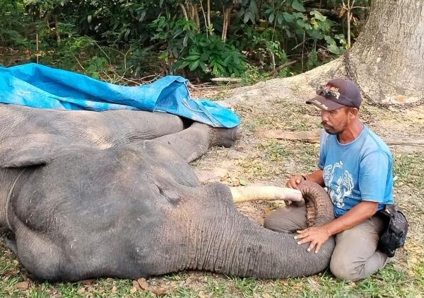 Gajah Sumatra Diego Mati di PLG Minas, Diduga Akibat Gangguan Pencernaan