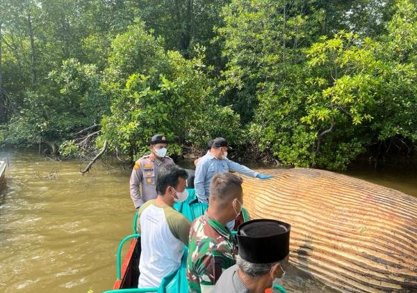 Bangkai Diduga Paus 8 Meter Dipindahkan, KKP Ambil Sampel untuk Identifikasi