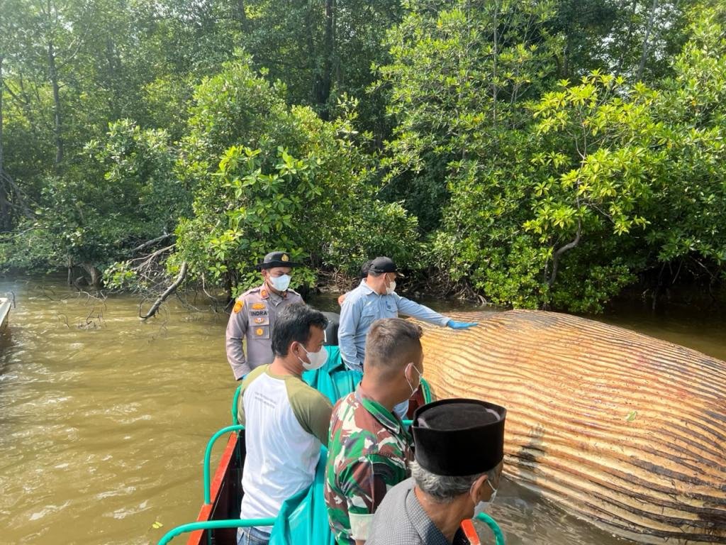 Paus Terdampar di Inhil Masih Misterius, KKP Kirim Sampel ke BRIN