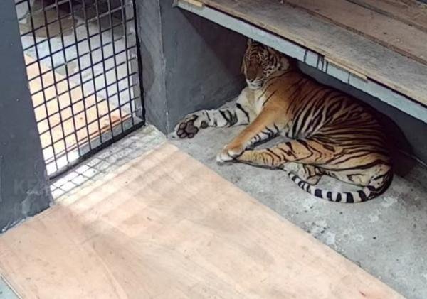 BBKSDA Riau Observasi Harimau Diduga Pemangsa Manusia di Kasang Kulim