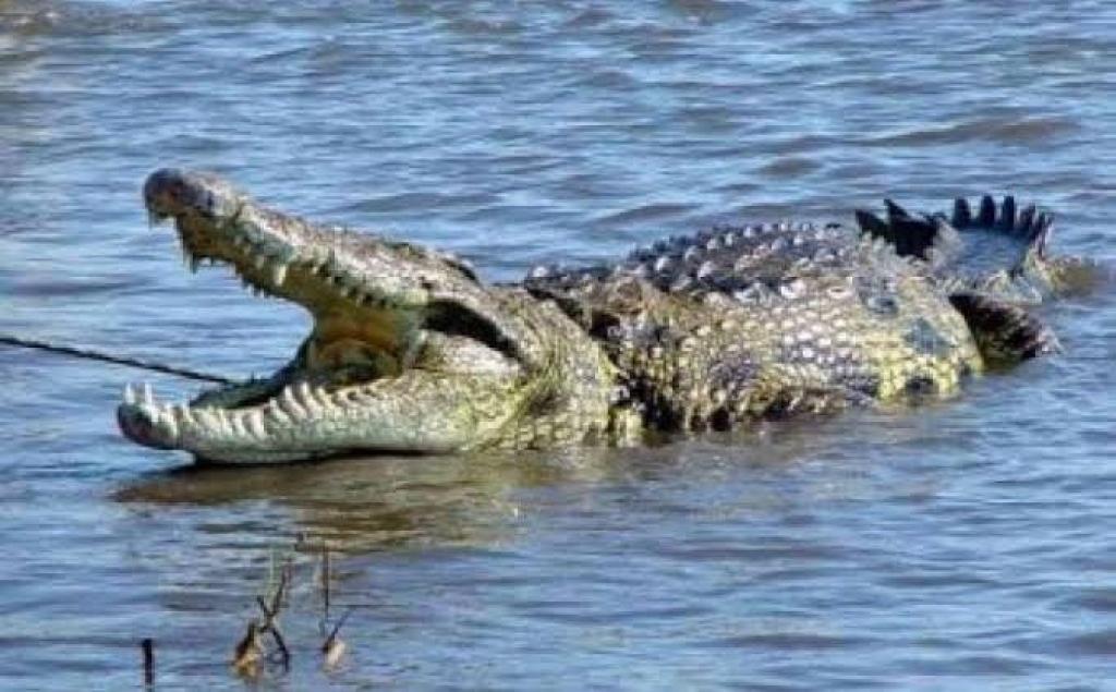 Diterkam Buaya di Sungai Rokan, Nelayan di Rohil Masih Belum Ditemukan