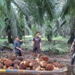 Petani Sawit Swadaya di Riau Lesu, Pekan Ini Harga TBS Jeblok Jadi Rp3.616,46 per kg