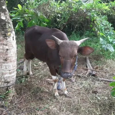 Pemko Tanjungpinang Salurkan 56 Ekor Sapi Kurban Untuk Warga