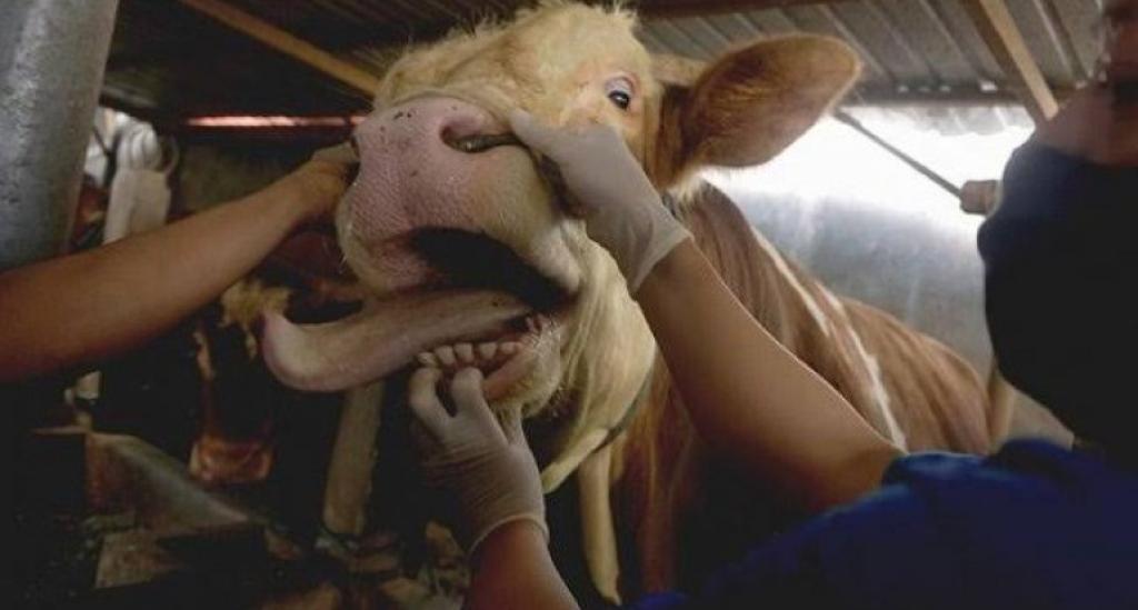 30 Sapi di Riau Sembuh dari PMK, Dinas Peternakan Percepat Vaksinasi