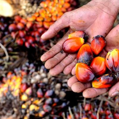 Harga TBS Kelapa Sawit Plasma Riau Naik Pekan ini, Segini Rinciannya