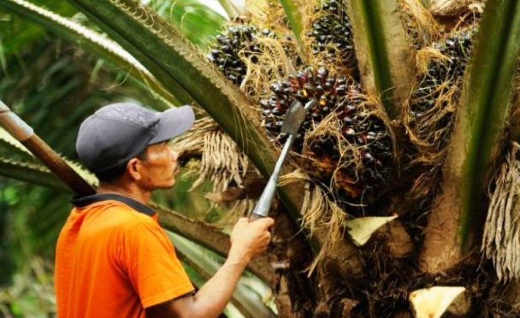 Harga TBS Sawit Mitra Swadaya di Riau 19–25 Februari 2025 Naik Jadi Rp3.564,90/kg