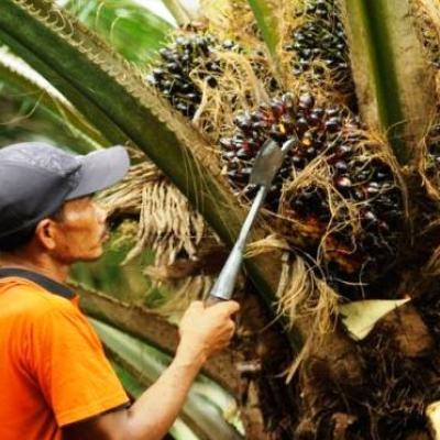 Harga TBS Sawit Mitra Swadaya di Riau 19–25 Februari 2025 Naik Jadi Rp3.564,90/kg