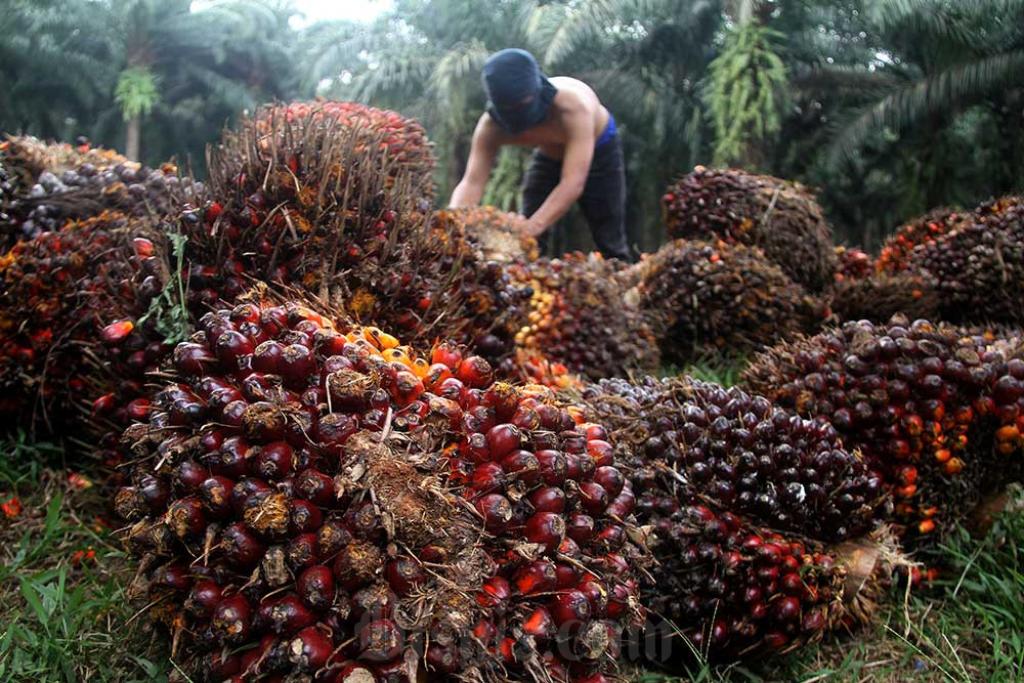 Petani Sawit Mitra Plasma di Riau Sumringah, Harga TBS Pekan ini Naik Jadi Rp3.604,56/Kg
