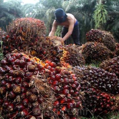 Petani Sawit Mitra Plasma di Riau Sumringah, Harga TBS Pekan ini Naik Jadi Rp3.604,56/Kg