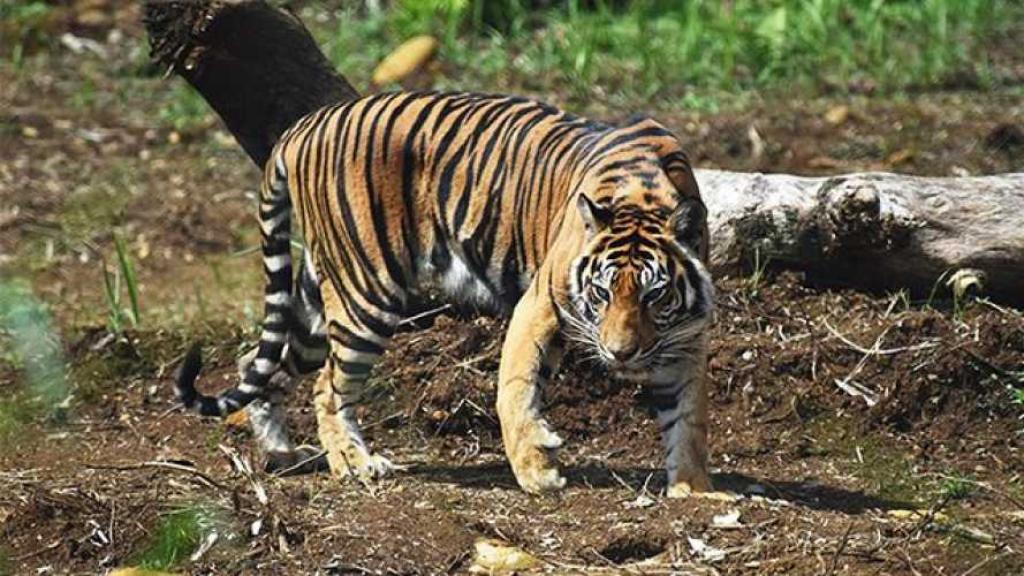 Pasca Serangan Harimau di Pelalawan, BBKSDA Riau Turunkan Tim Mitigasi ke Lokasi