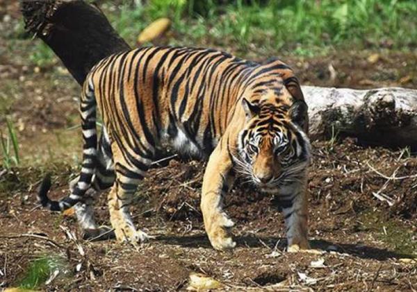 Pasca Serangan Harimau di Pelalawan, BBKSDA Riau Turunkan Tim Mitigasi ke Lokasi