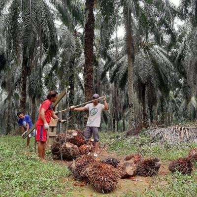 Rp3.741/kg! Harga TBS Sawit Plasma Riau Terus Membaik Didukung Stakeholder