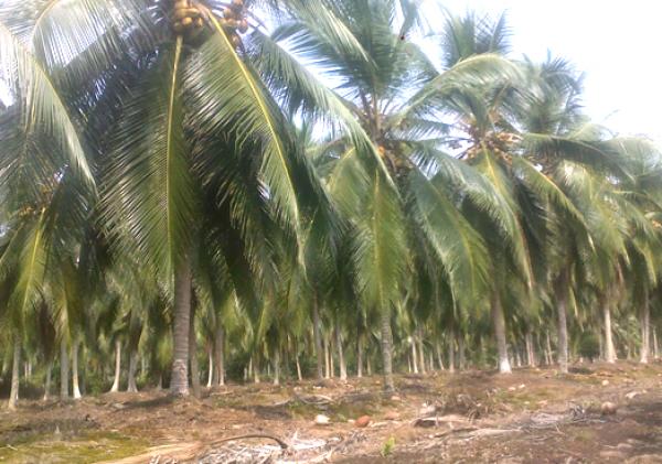 Pemprov Riau Percepat Peremajaan Kelapa, 2.143 Hektare Sudah Ditanami