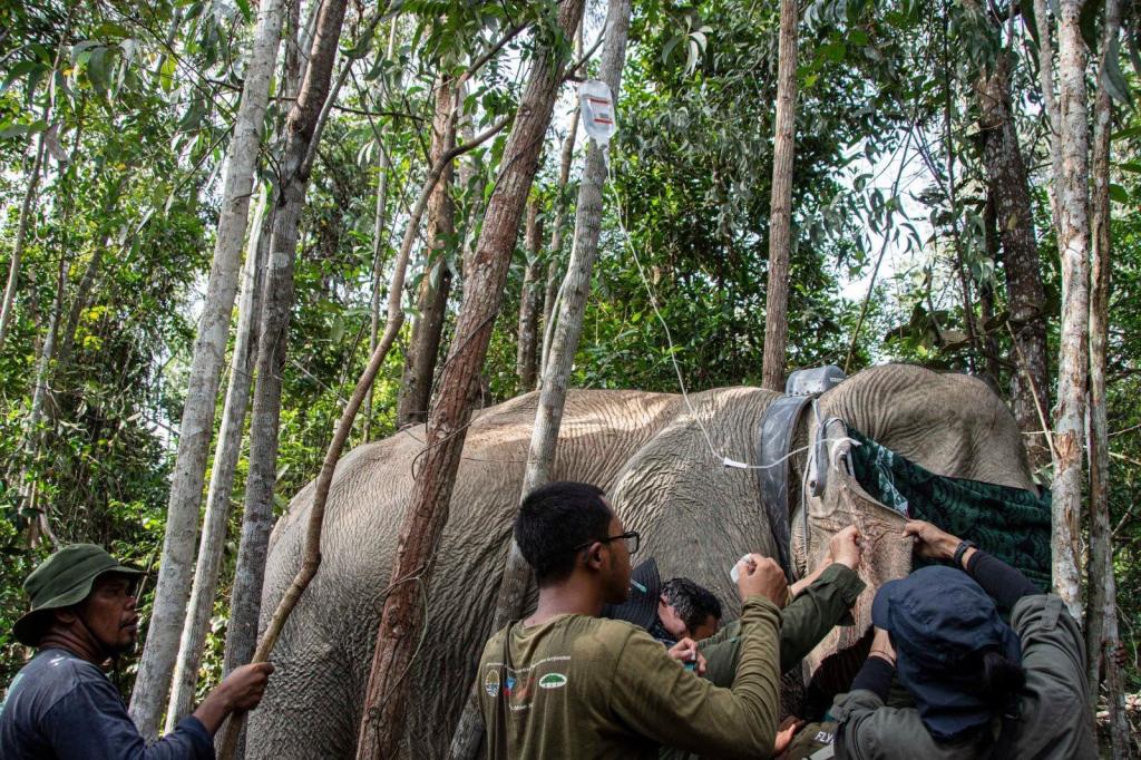 BBKSDA Berhasil Pasang GPS Collar di Tubuh Gajah Betina Liar di Tesso Tenggara