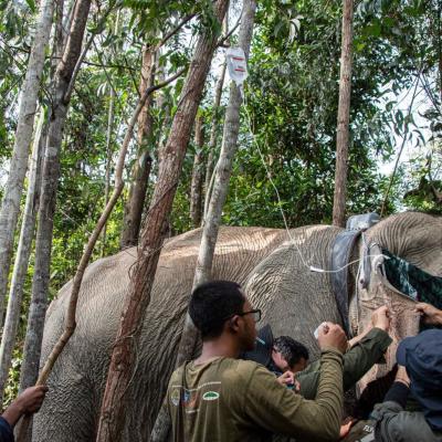 BBKSDA Berhasil Pasang GPS Collar di Tubuh Gajah Betina Liar di Tesso Tenggara