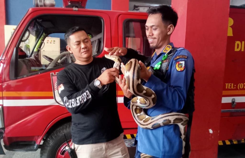 Empat Bulan Terakhir, Damkar Pekanbaru Evakuasi 214 Ular dari Rumah Warga