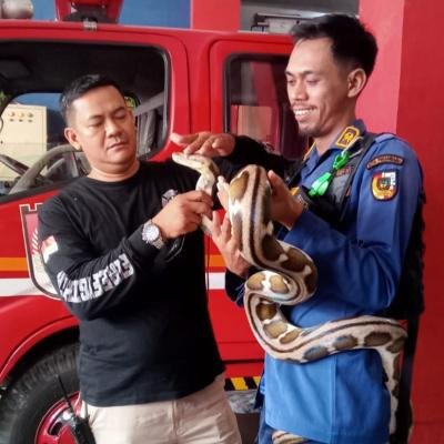 Empat Bulan Terakhir, Damkar Pekanbaru Evakuasi 214 Ular dari Rumah Warga