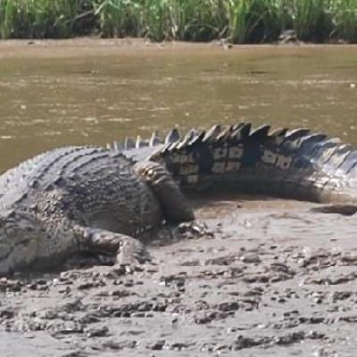 Heboh! Seekor Buaya Besar Muncul di Pekarangan Warga saat Banjir, Ini Arahan BBKSDA Riau