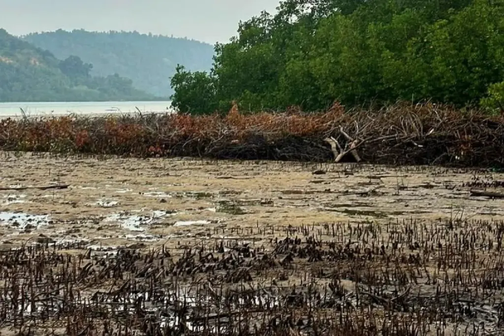 200 Mangrove Diduga Ditebang, Satreskrim Polres Anambas Gelar Penyelidikan