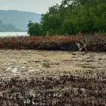 200 Mangrove Diduga Ditebang, Satreskrim Polres Anambas Gelar Penyelidikan