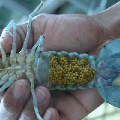 Terkendala Kondisi Lingkungan Jadi Kendala Budi Daya Lobster di Batam