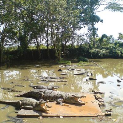 BBKSDA Riau: Jumlah Buaya Lepas di Pulau Bulan Tak Sampai Ratusan, 2 Ekor Masih Dicari
