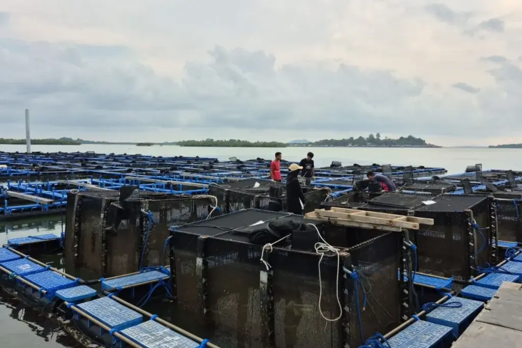BPBL Batam Sebut Peluang Budidaya Lobster di Kepri Masih Terbuka Lebar