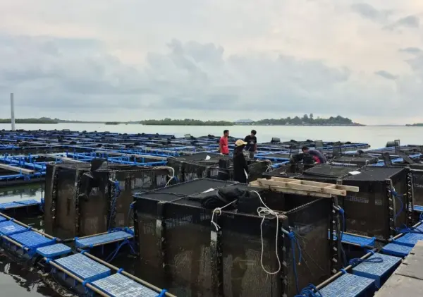 BPBL Batam Sebut Peluang Budidaya Lobster di Kepri Masih Terbuka Lebar