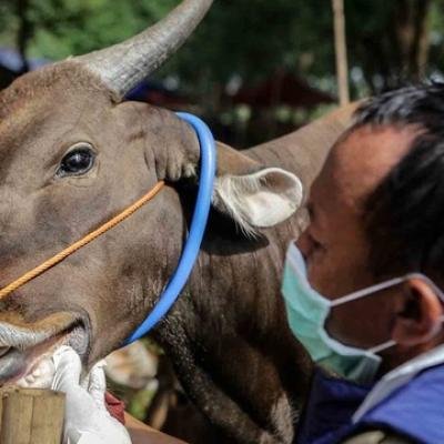 PMK Meningkat, Dinas PKH Riau Percepat Vaksinasi untuk Lindungi Ternak