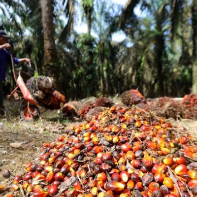 Harga TBS Sawit Kemitraan Plasma Riau Pecahkan Rekor, Tembus Rp3.683/Kg